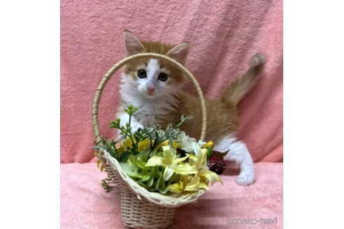 成約済の千葉県のノルウェージャンフォレストキャット-108203の3枚目
